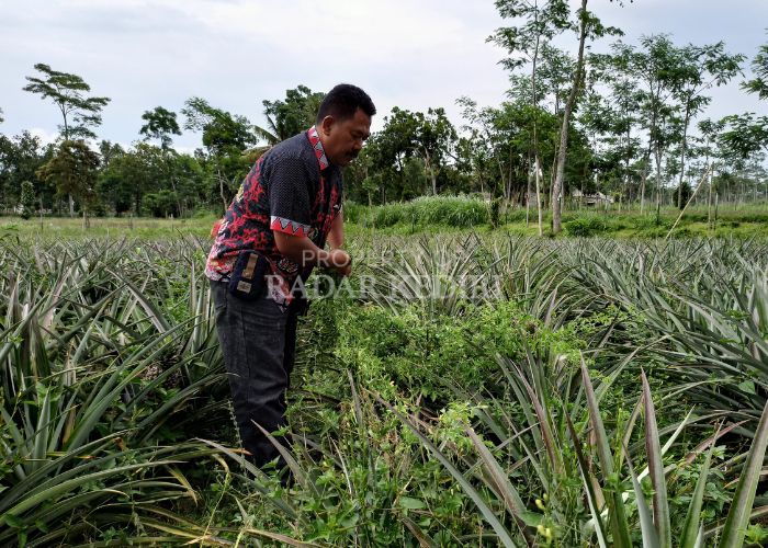 KOMODITAS UNGGULAN: Warga Desa Ngancar memanfaatkan buah nanas menjadi beragam olahan.