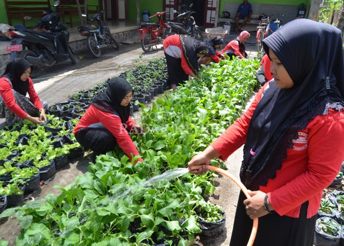 SEGAR: Warga Desa Gondang, Kecamatan Plosoklaten kompak menyirami tanaman hidroponik.