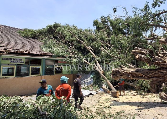 BENCANA ANGIN KENCANG: Pohon beringin berukuran raksasa menimpa ruang guru dan TU di SMPN 2 Papar Kabupaten Kediri.
