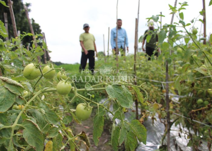 CUAN: Hasil pertanian dari Desa Juwet, Kunjang ini mampu menembus pasar luar kota.