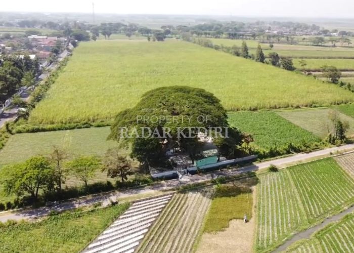 PRODUKTIF: Hamparan sawah di Desa Kapas, Kecamatan Kunjang.