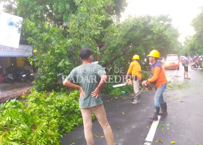 BENCANA ALAM: Petugas BPBD Kabupaten Kediri membersihkan pohon tumbang di tepi jalan raya di Kecamatan Pare.