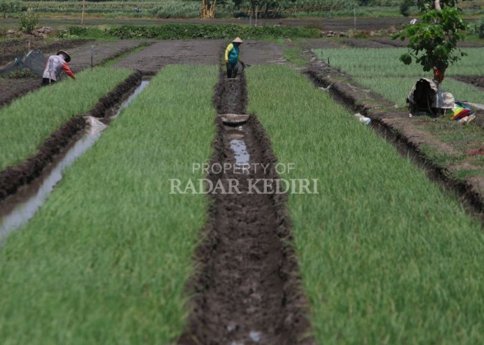 MASA TANAM: Petani bawang merah di Desa Kalirong, Kecamatan Tarokan mencabut gulma di lahan pertanian.