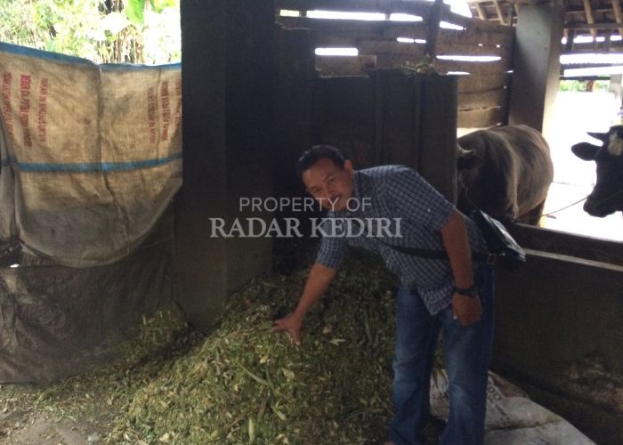 SOLUSI CERDAS: Kades Babadan Arif menunjukkan limbah daun nanas yang telah diolah jadi pakan sapi.