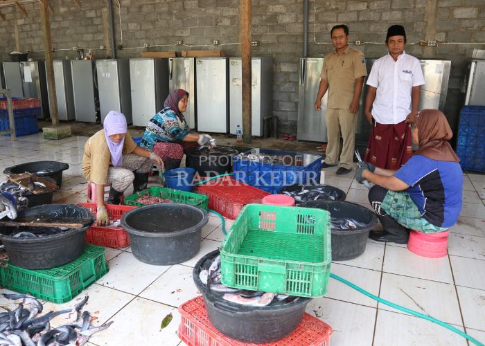 KREATIF: Usaha pengolahan ikan lele fillet di Desa Maesan berhasil mengurangi angka pengangguran.