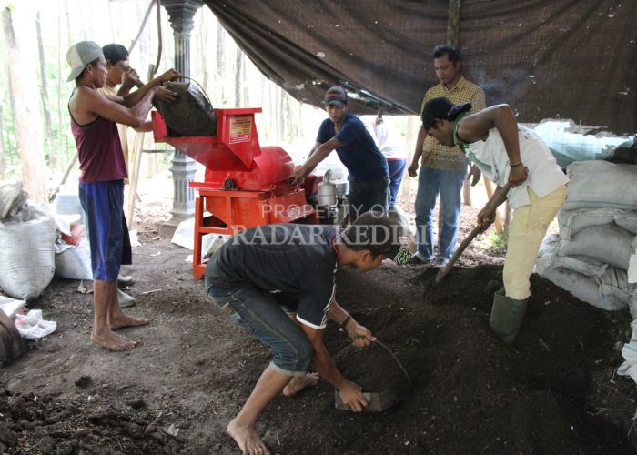 KOMPAK: Pemuda Karang Taruna Desa Kalipang sedang mengolah kotoran sapi menjadi pupuk kompos.