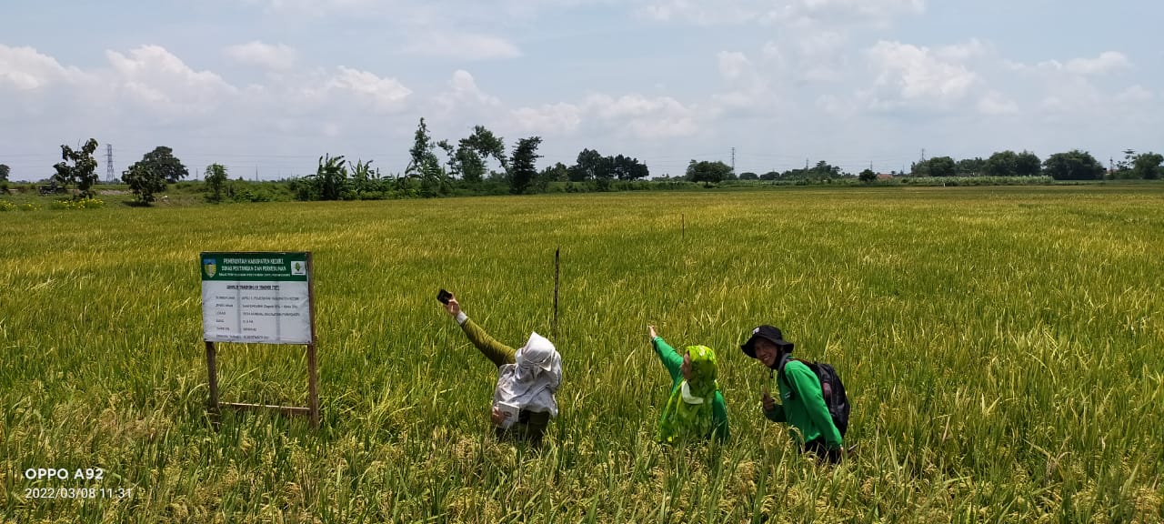 MAKIN SUBUR: Tim Dinas Pertanian dan Perkebunan Kabupaten Kediri mengecek demplot tanaman padi program Desa Inovasi Tani Organik (DITO) yang siap dipanen