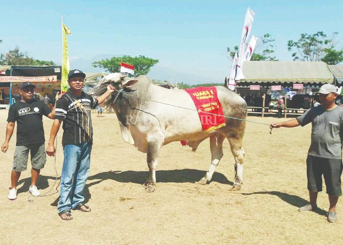 Saiful Anam dan sapi miliknya.