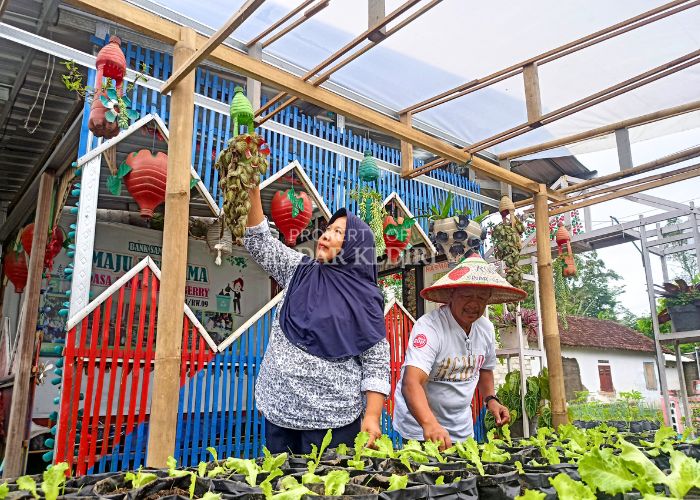 RECYCLE: Pasutri Darsino Ismiati bercocok tanam dengan memanfaatkan barang bekas di pekarangan rumahnya.