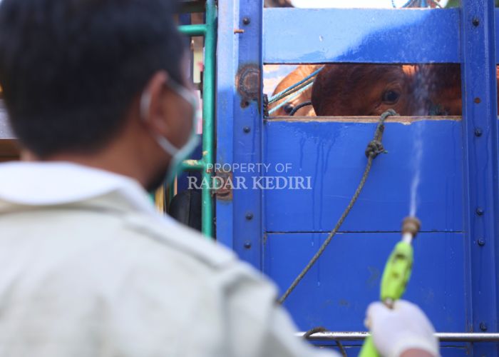 CEGAH VIRUS: Petugas dari DKPP Kabupaten Kediri melakukan penyemprotan disinfektan ke ternak yang baru masuk ke Pasar Hewan Tertek, Para pada Selasa (7/1) lalu. Mulai Senin (13/1) nanti seluruh pasar