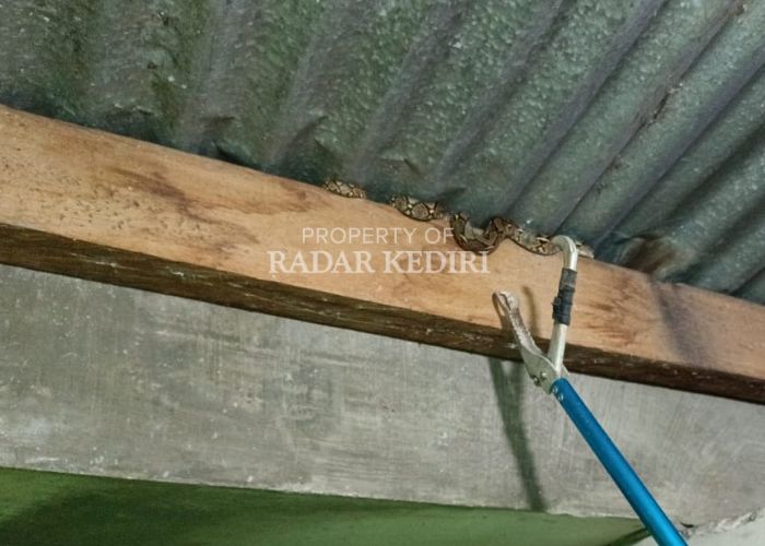 BIKIN KAGET: Ular piton meliuk-liuk di atap rumah warga.