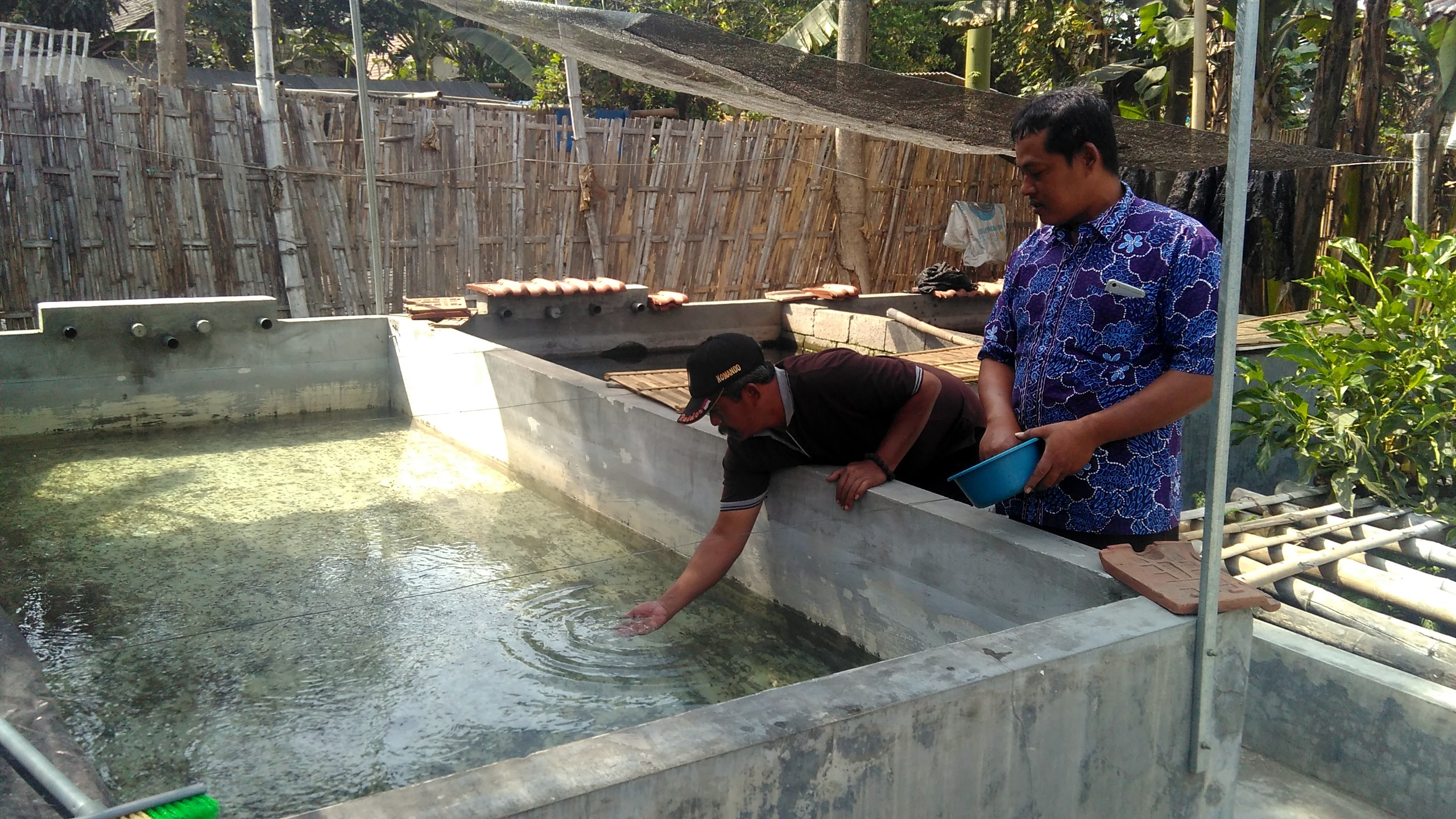 Usaha pembibitan ikan lele di Desa Tugurejo.