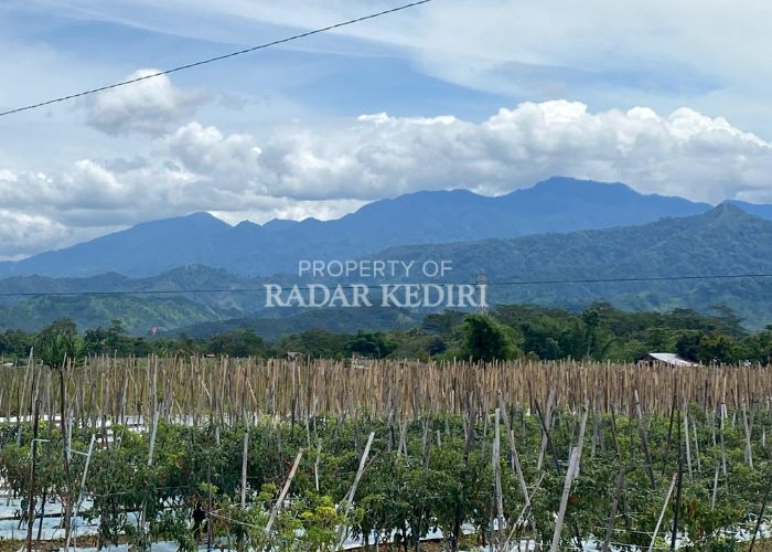 UNTUNG BESAR: Tanaman cabai di Desa Kebonrejo, Kecamatan Kepung.