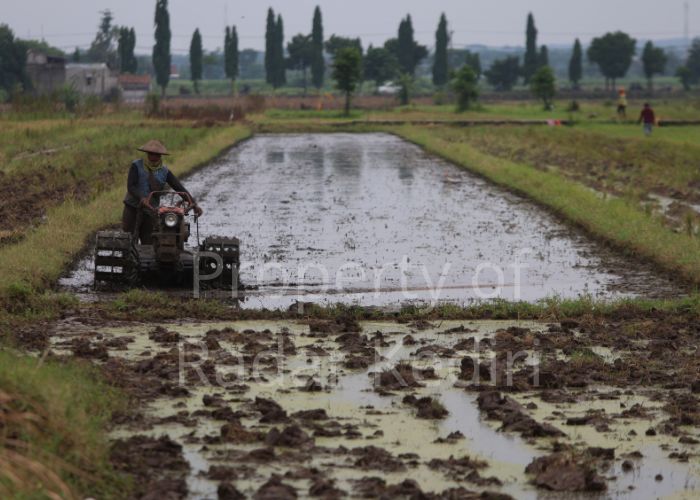 Ilustrasi petani mengolah tanah dengan traktor.