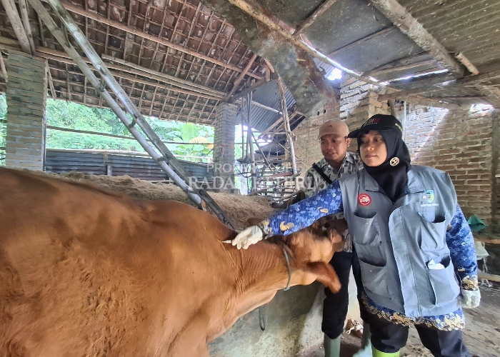 DATANGI SASARAN: Tim DKPP Kabupaten Kediri menyuntikkan vaksin ke ratusan ekor sapi milik peternak kecil di Desa Gambyok, Grogol kemarin.