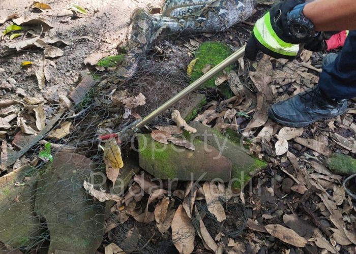 PEMANGSA AYAM: Petugas Damkar Kota Kediri menangkap ular phyton.