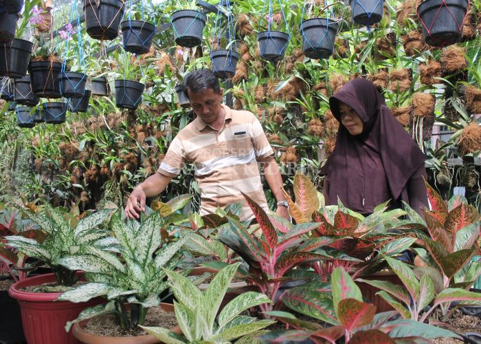 Usaha tanaman hias di Desa Banjaranyar