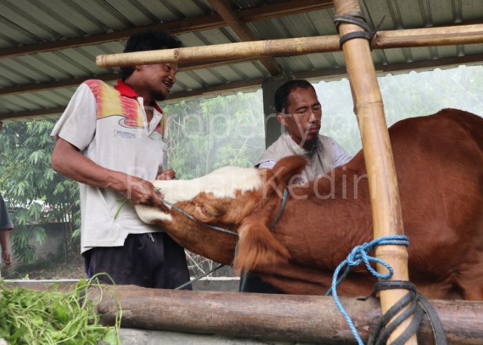 CEGAH PMK: Petugas dari DKPP Kota Kediri memberikan vaksin ke sapi.