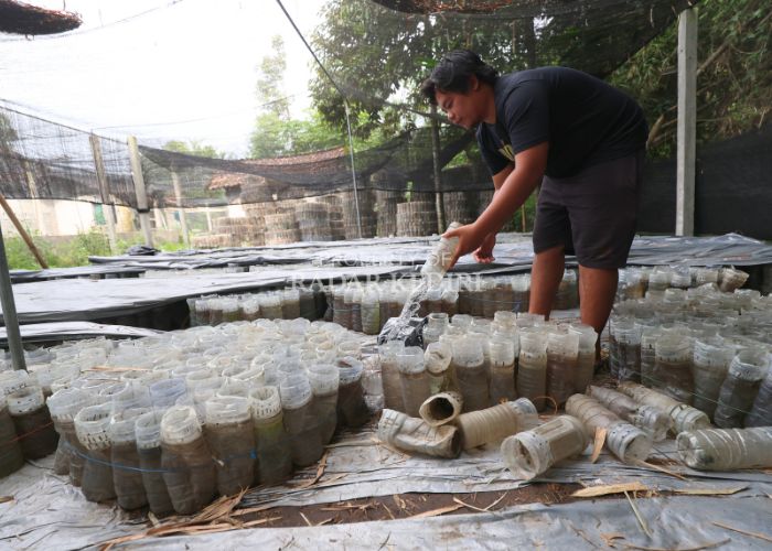 KOSONG: Mohammad Mufit Mustofa, 27, menunjukkan ribuan botol tempat memelihara ikan cupang yang kosong karena ikannya dimakan oleh berang-berang.