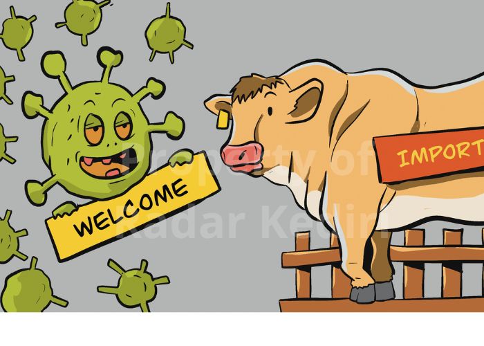 ILUSTRASI PMK IMPOR SAPI