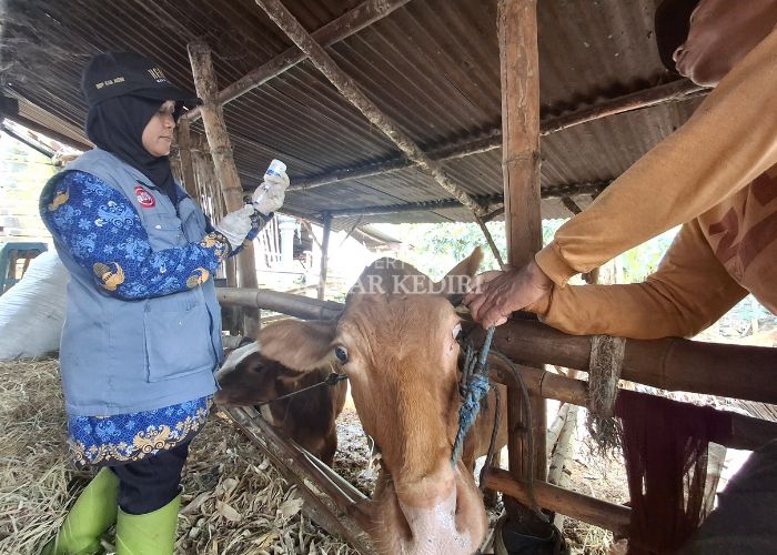 CEGAH PENULARAN: Tim DKPP Kabupaten Kediri melakukan vaksinasi sapi milik warga. Vaksinasi akan kian diintensifkan menyusul status Jatim darurat PMK.
