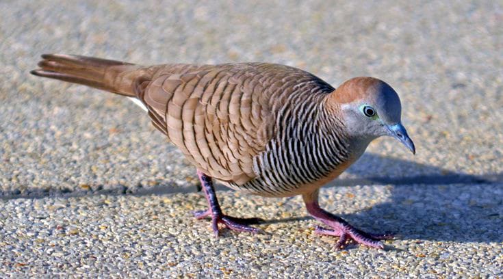 Burung Perkutut yang dipercaya memiliki banyak mitos.