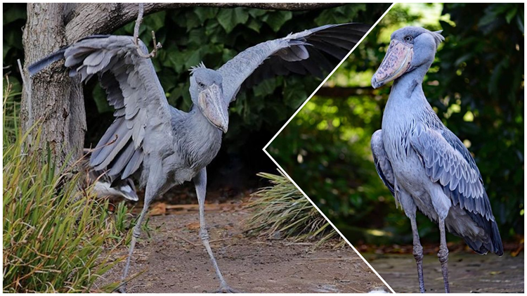 Shoebill Stork, atau yang dikenal dengan nama ilmiah *Balaeniceps rex*, adalah salah satu burung paling unik dan misterius di dunia.