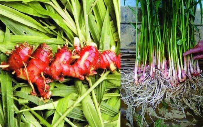 Jahe merah yang memiliki banyak manfaat.