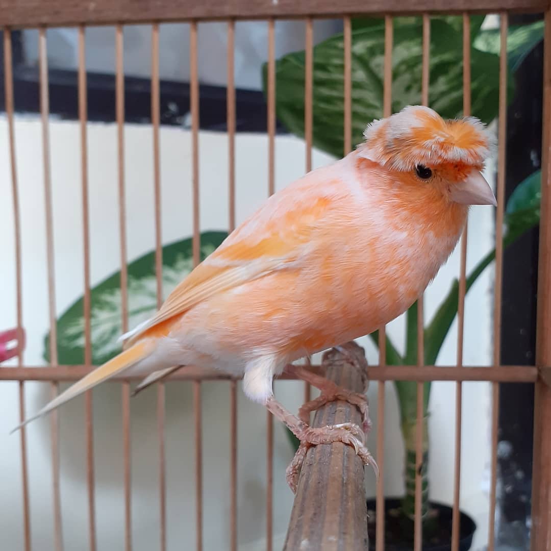 Burung Kenari Jambul yang digemari masyarakat.