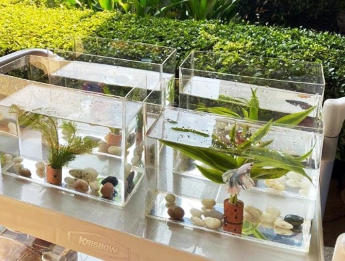 Akuarium Jenis ini Menjadikan Ikanmu Jadi Lebih Indah untuk Dilihat