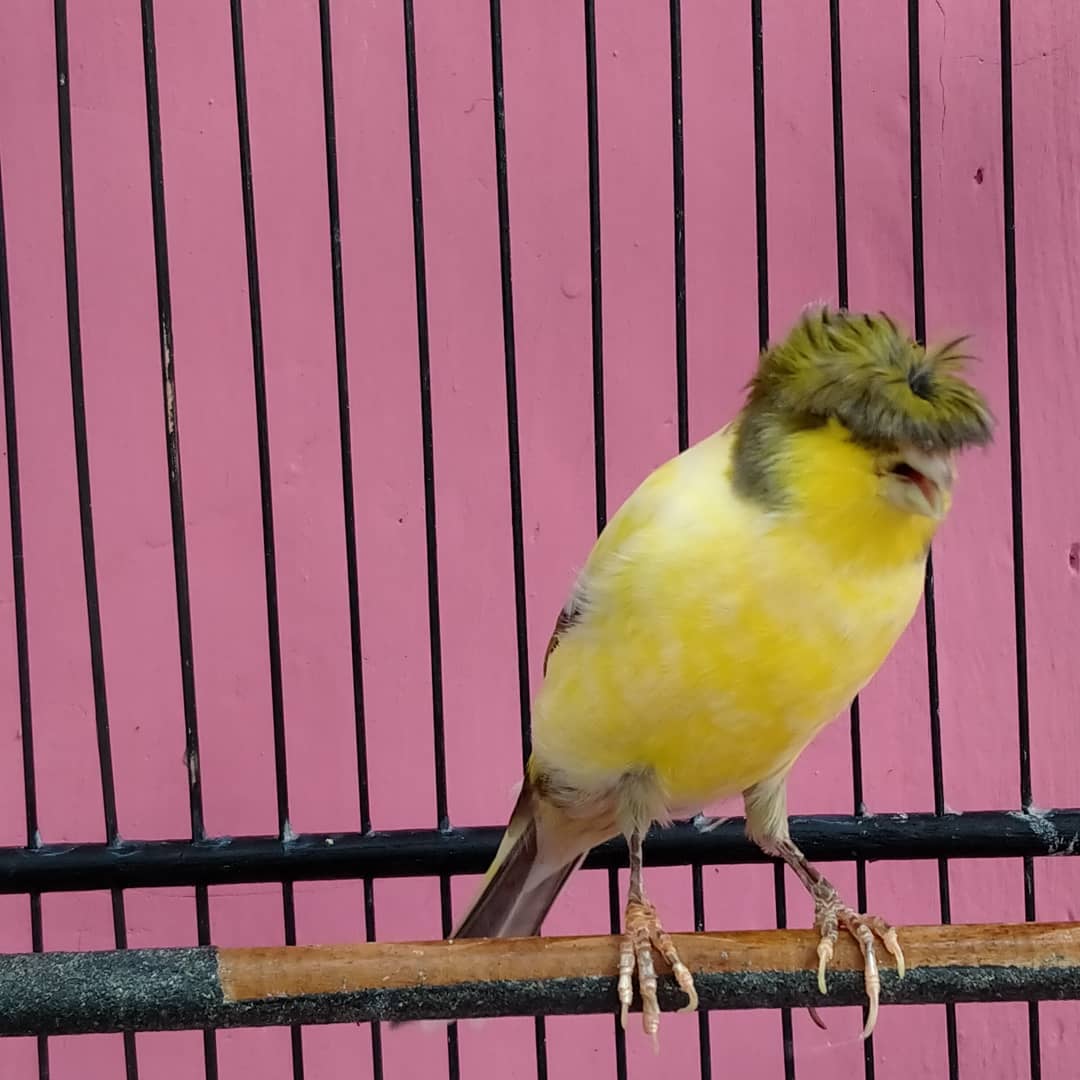 Burung Kenari Jambul yang punya julukan si Raja Mahkota