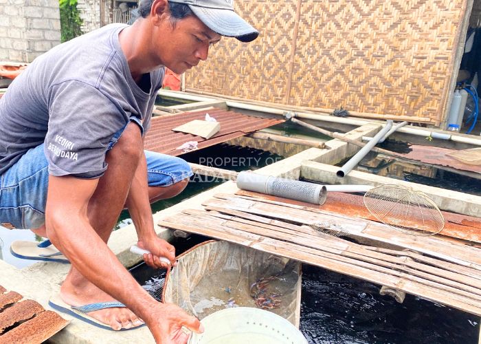 KONSISTEN: Andik Imam Muarifin memilah ikan yang akan dikirimkan kepada pembeli. Ketekunannya dalam beternak ikan berbuah rupiah yang melimpah karena laku keras di luar negeri.