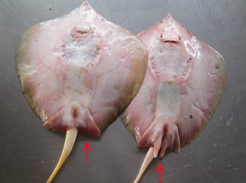 Ikan pari jantan dan betina, ada bedanya