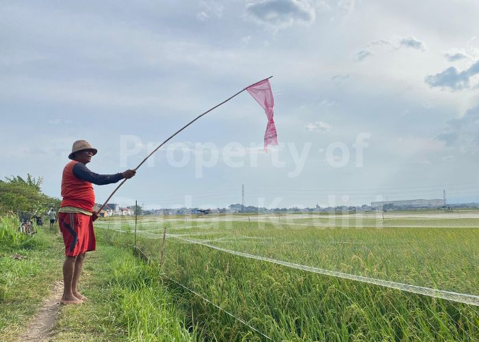 USIR BURUNG: Seorang petani padi mengibarkan bendera plastik di tepi sawah.