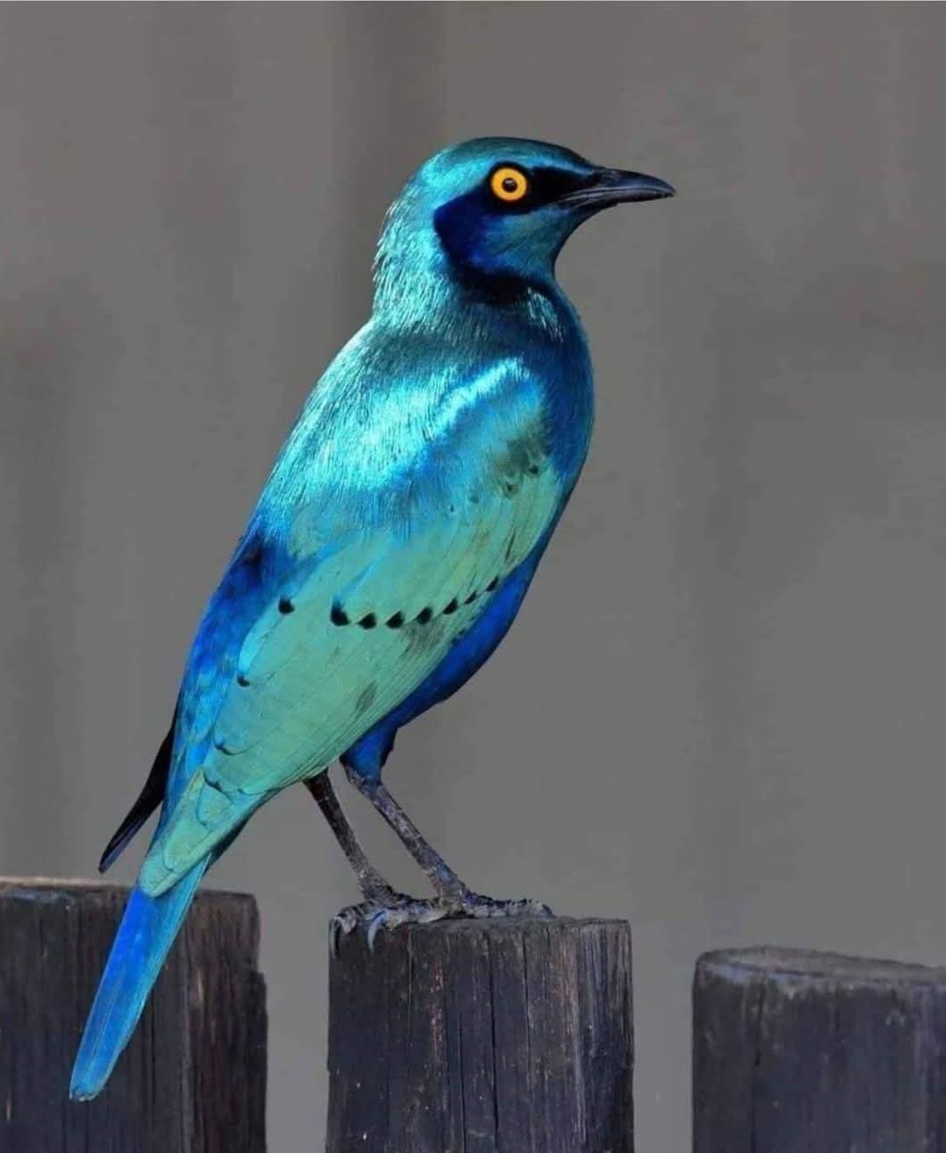 Burung Jalak Afrika yang punya warna sangat indah