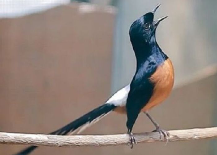 Burung Murai harus dirawat dengan ketika datang penyakit.