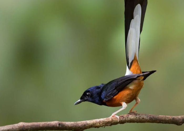 Burung Murai Batu yang dikenal dengan suaranya yang indah.
