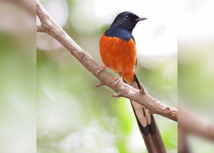 Burung murai batu termasuk jenis murai yang punya label mahal.