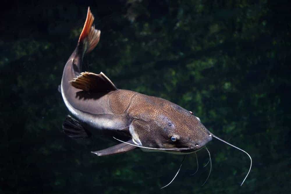 Red Tailed Catfish