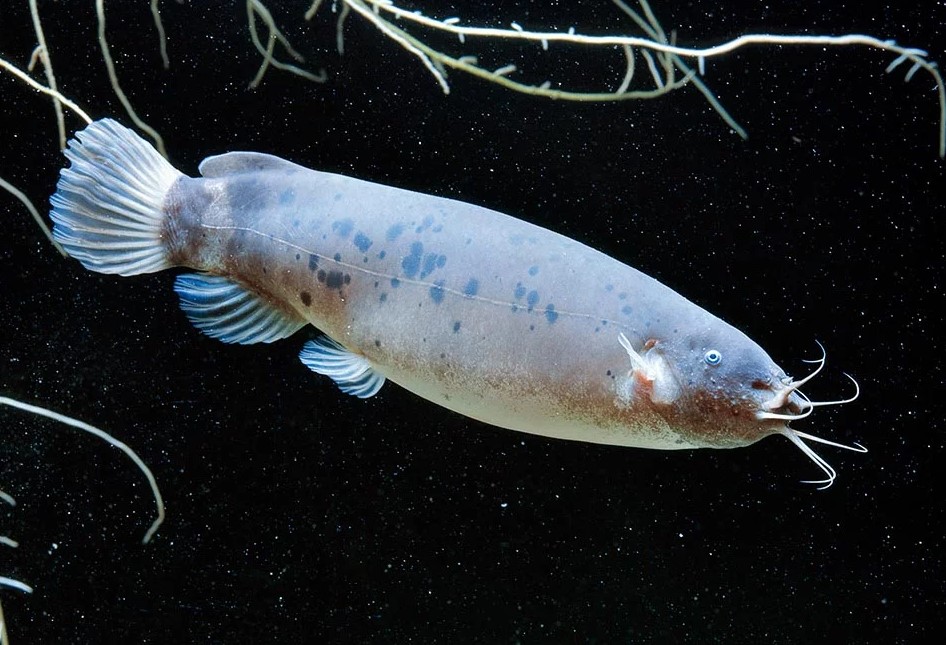 Ikan Lele Malapterurus Electricus, Lele penghasil listrik
