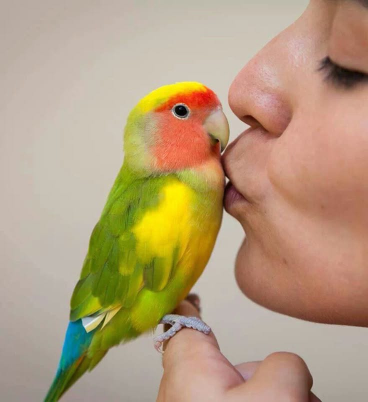 Orang yang hobi memelihara burung bisa mendapatkan manfaat kesehatan.