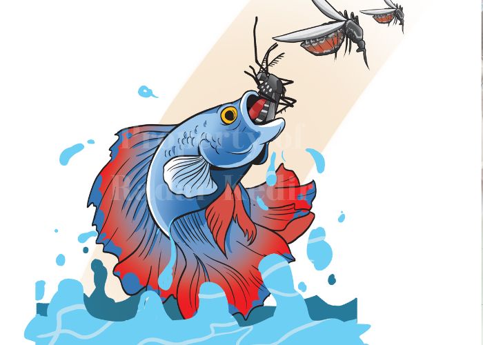 ILUSTRASI IKAN CUAPANG: Tebar ikan melawan nyamuk Aedes Aegypti.