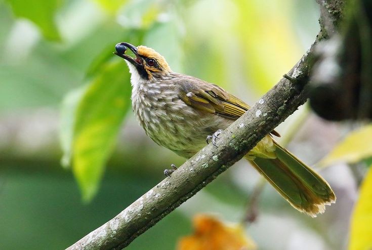 Harga burung Cucak Rowo tak pernah turun dari waktu ke waktu