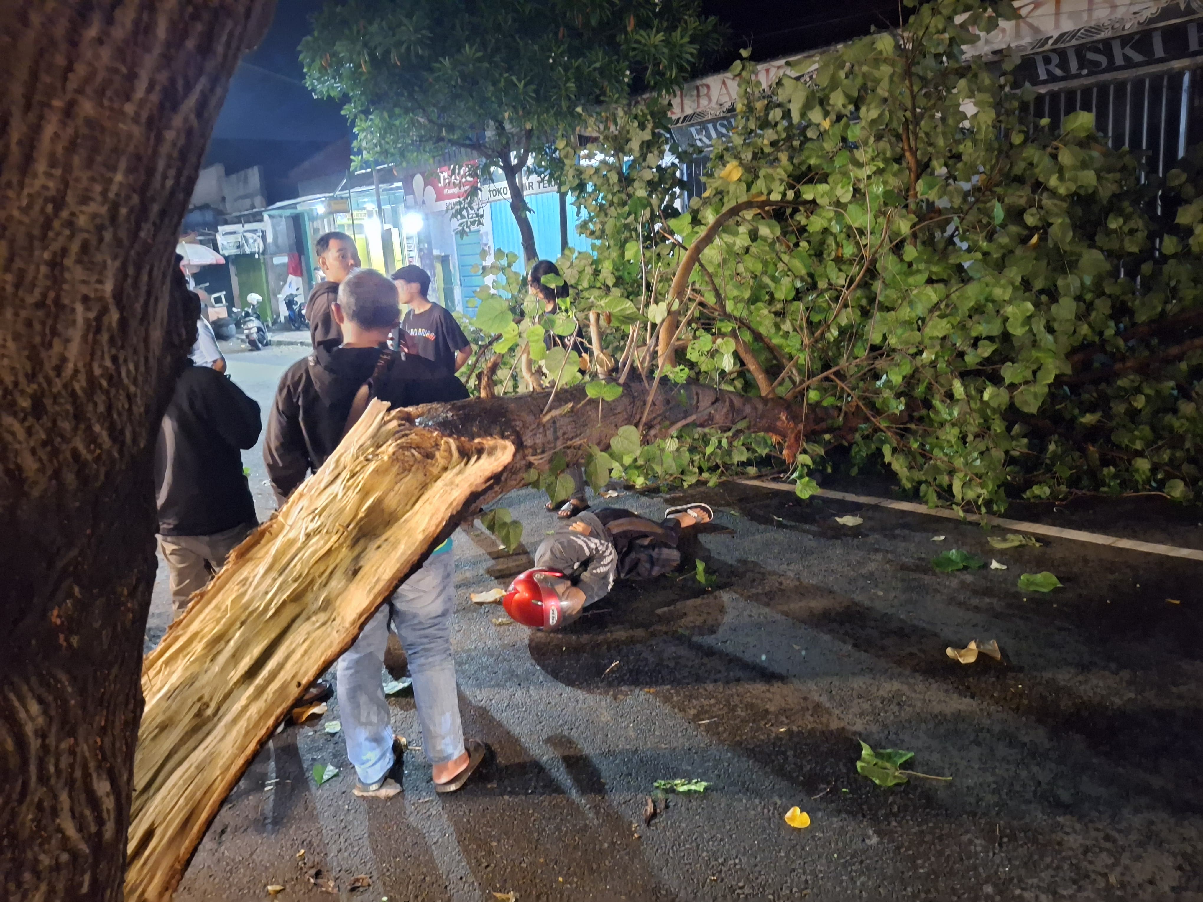 TUMBANG: Pengendara motor tergeletak setelah tertimpa pohon.