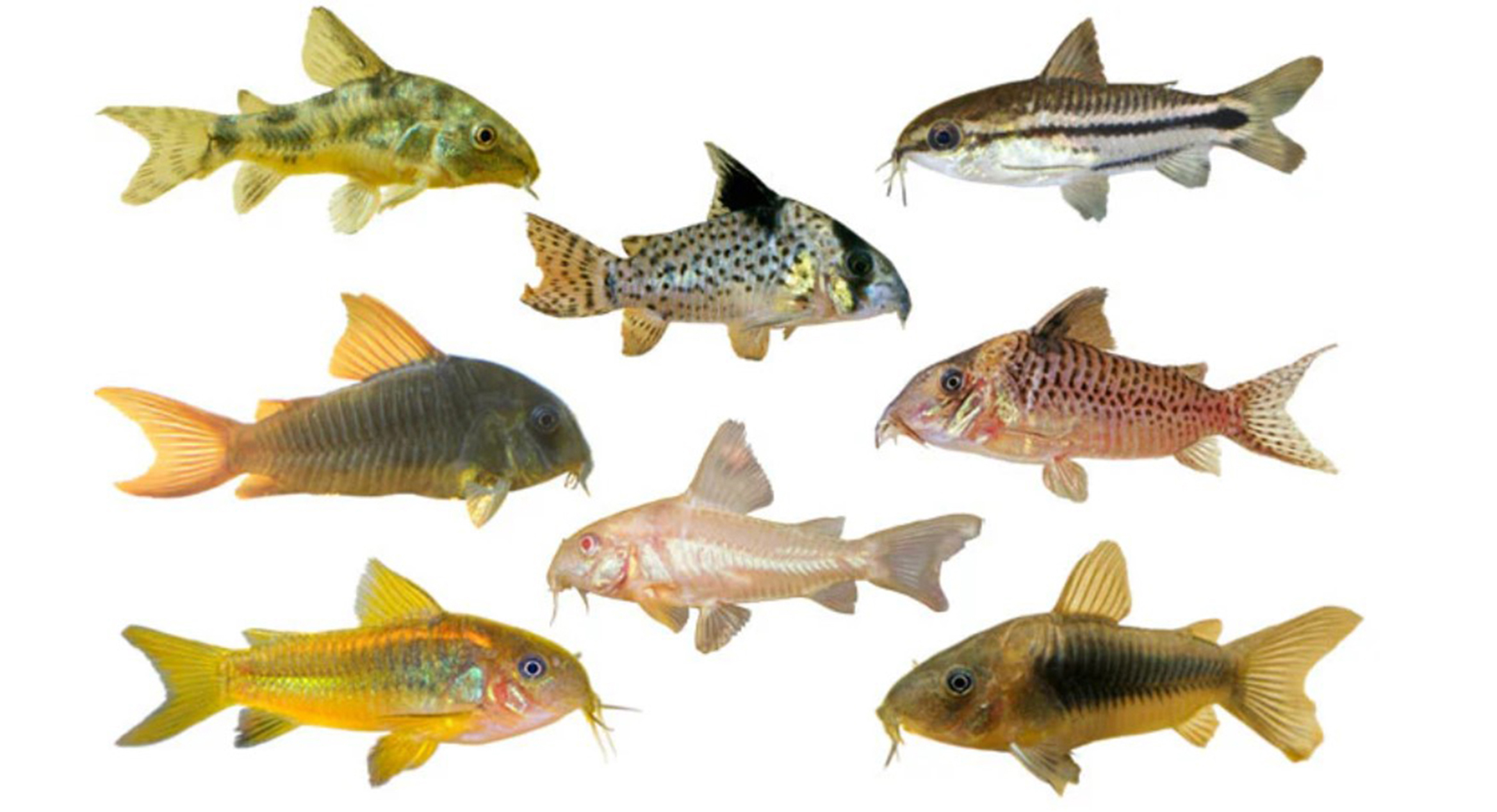 Ikan Corydoras, memperindah akuarium
