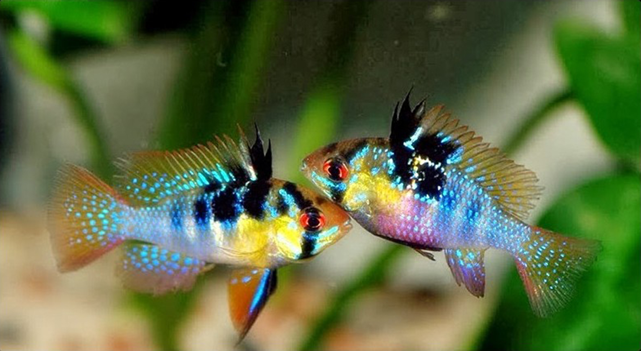 Ikan Ramirezi, kecil tapi indah. Cocok untuk akuarium kecil
