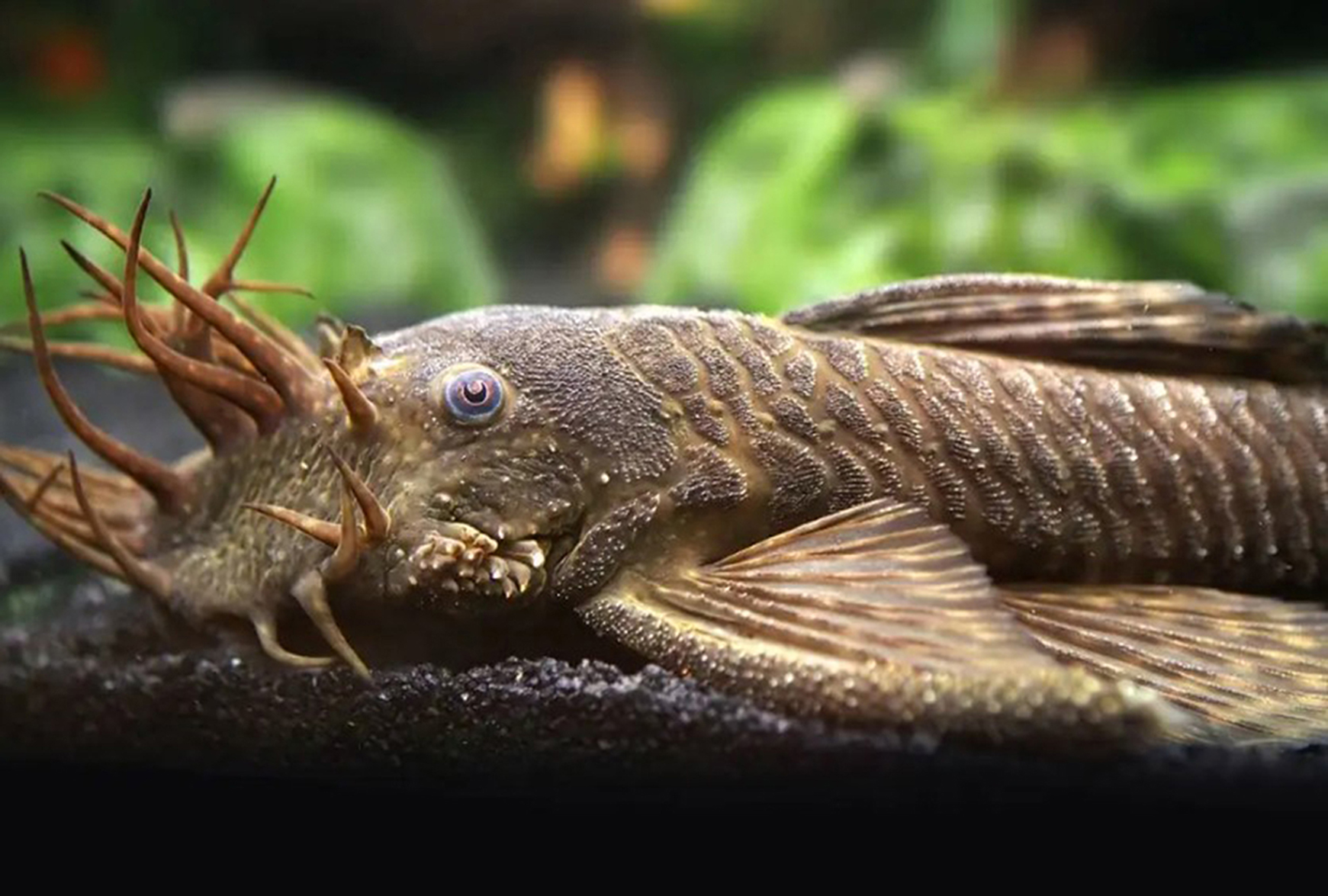 Ikan Pleco, bebaskan akuarium dari lumut