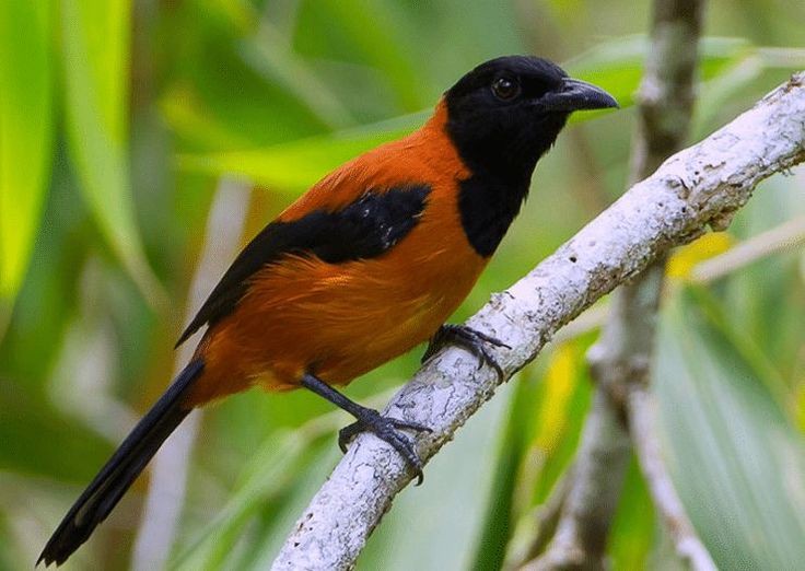 Pitohui, indah tapi beracun