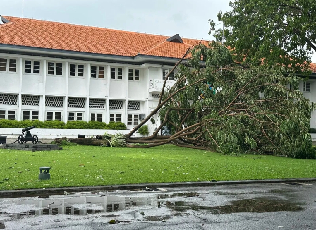 Pohon trembesi yang ambruk di Kantor Pemkab Banyuwangi.