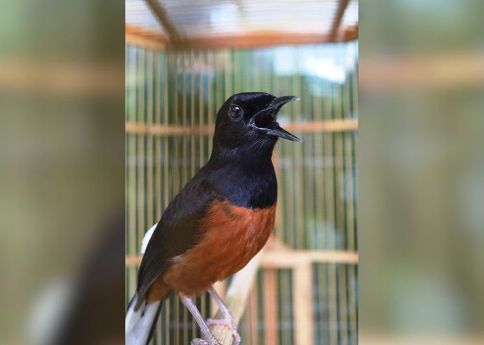 Burung murai batu punya suara yang indah.